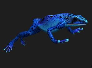 箭毒蛙漫画,揭秘神秘生物的奇幻世界